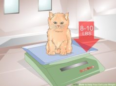How to Put Your Cat on a Diet: A Guide to Healthy Weight Loss How to put your cat on a diet