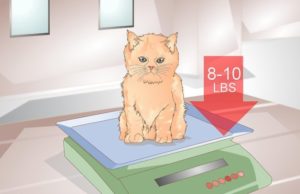 How to Put Your Cat on a Diet: A Guide to Healthy Weight Loss How to put your cat on a diet