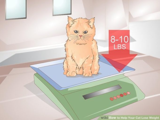 Weight lose help cats cat indoor fat ways How to put your cat on a diet