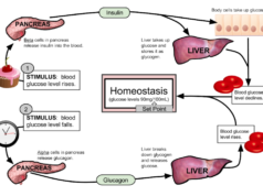 What Causes Diabetes: Unraveling the Mystery What causes diabetes