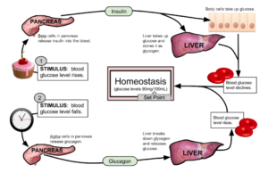 What Causes Diabetes: Unraveling the Mystery What causes diabetes