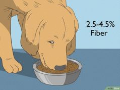How to Add Fiber to Your Dogs Diet Naturally How to add fiber to dogs diet naturally